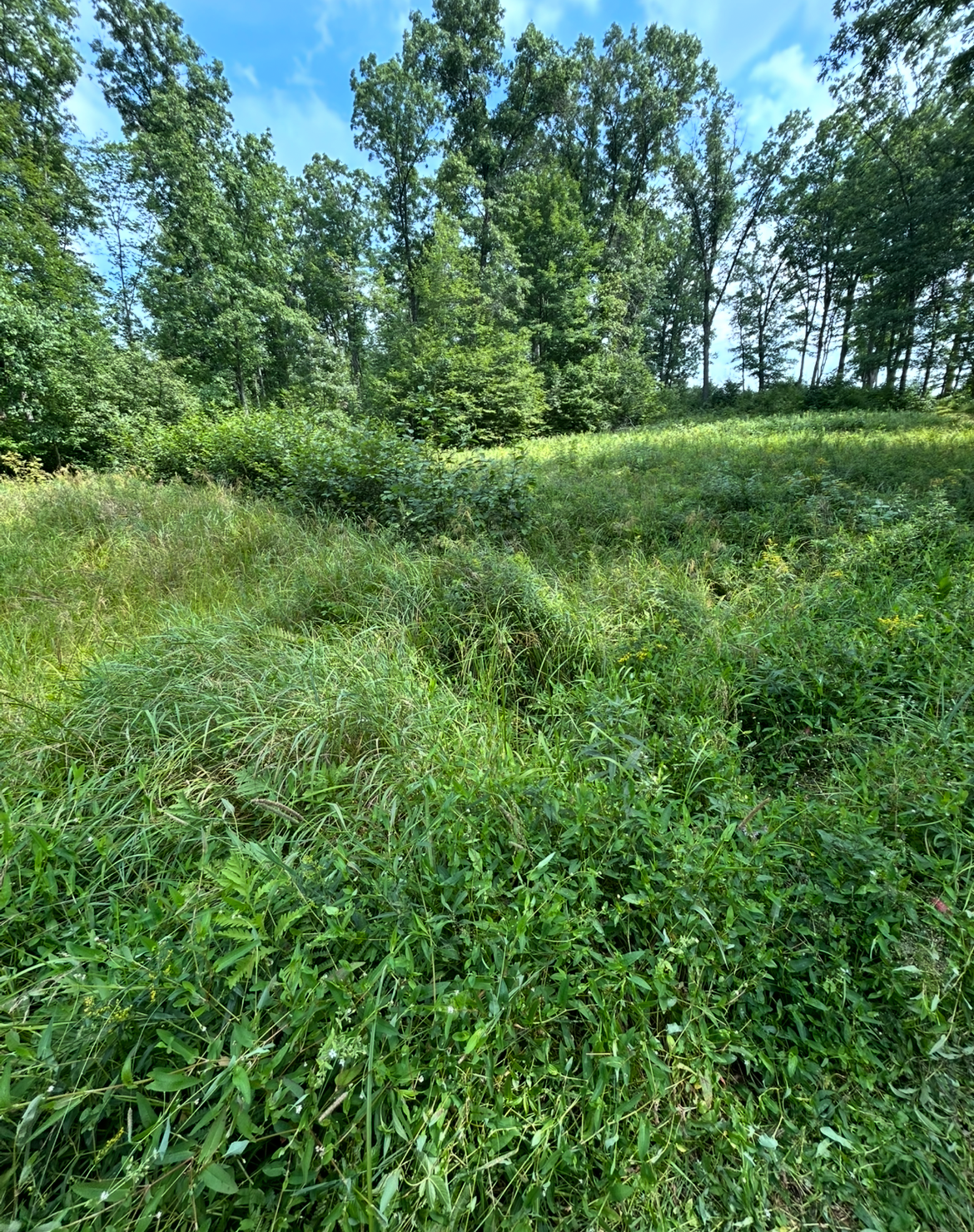 5 5